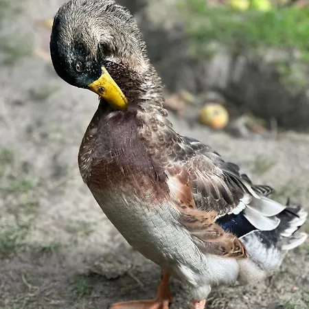 Pod Piekielkiem 公寓 茨兹伊特纳