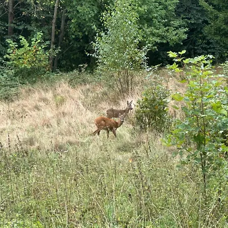 Pod Piekielkiem 公寓 *