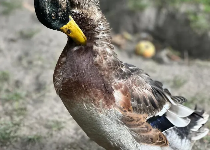 Pod Piekielkiem Apartment Szczytna