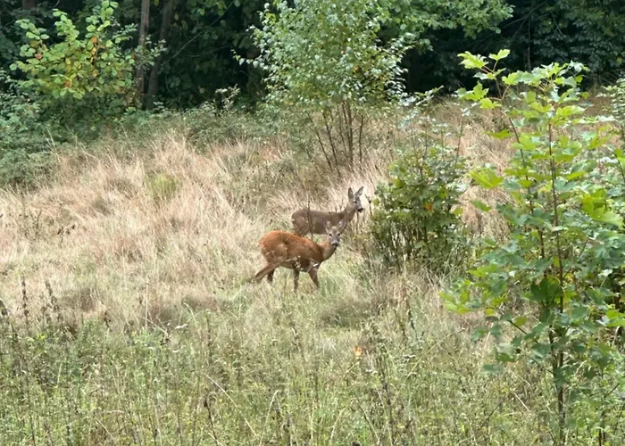Pod Piekielkiem Apartment *