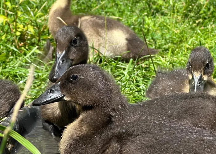 Apartment Pod Piekielkiem *